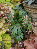 Tiarella 'Candy Striper'