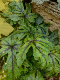 Tiarella 'Candy Striper'