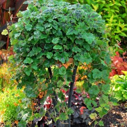 Tiarella 'Happy Trails'