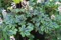 Tiarella 'Happy Trails'