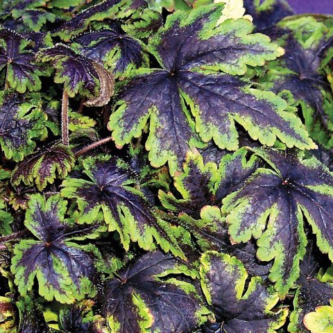 Tiarella 'Neon Lights'