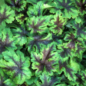 Tiarella 'Neon Lights'