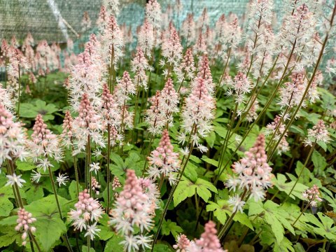 Tiarella 'Pink Skyrocket'