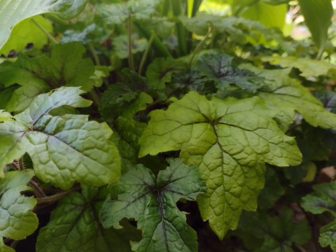 Tiarella 'Jeepers Creepers'