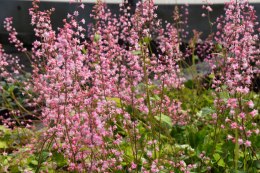 Żuraweczka 'Bridget Bloom'