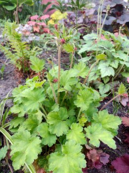 Żurawka 'Frosted Green'