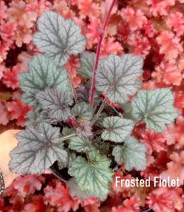 Żurawka 'Frosted Violet'