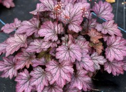 Żurawka 'Carnival Rose Granita'