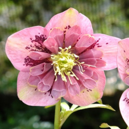 Ciemiernik orientalny 'Anemone Pink Spotted'