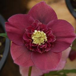 Ciemiernik orientalny Anemone Red'