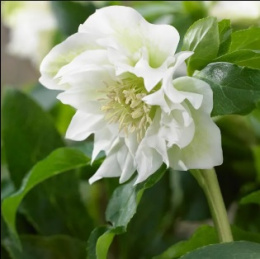 Ciemiernik orientalny 'Double Ellen White'