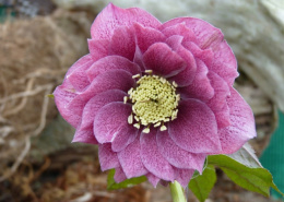 Ciemiernik orientalny 'Double Dark Pink'