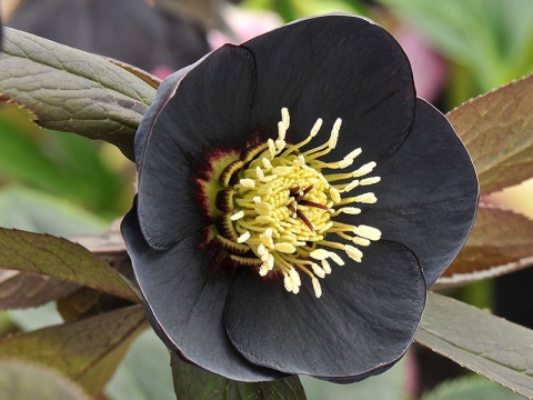 Ciemiernik orientalny 'Single Black'