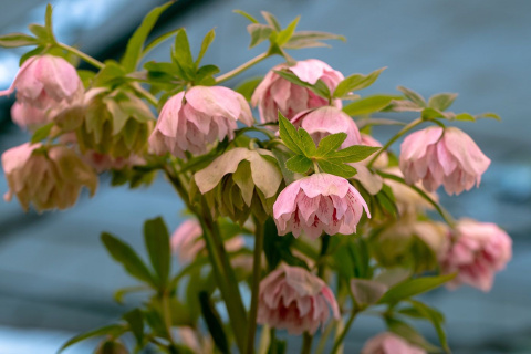 Ciemiernik orientalny 'Double Light Rose'