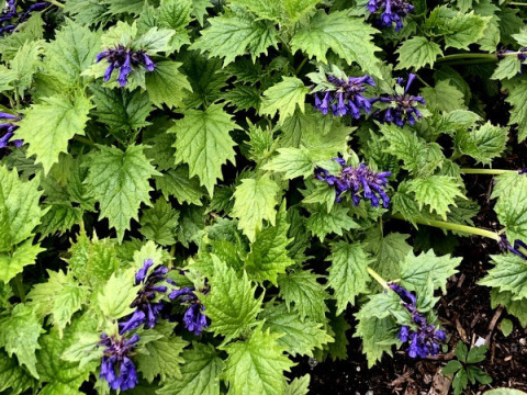 Dąbrówka wciętolistna 'Blue Enigma'- Ajuga incisa 'Blue Enigma'