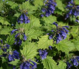 Dąbrówka wciętolistna 'Blue Enigma'- Ajuga incisa 'Blue Enigma'