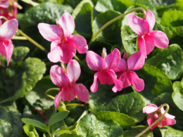 Fiołek wonny 'Coeur d'Alsace' - Viola odorata