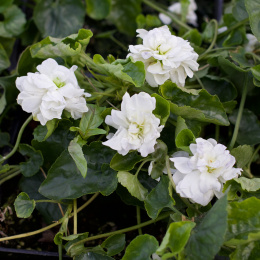 Fiołek wonny 'Comte de Brazza' - Viola odorata