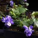 Fiołek wonny 'Duchesse de Parme' - Viola odorata