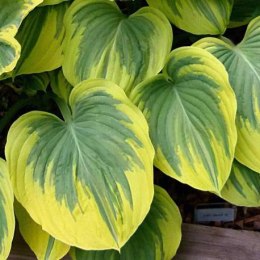 Hosta 'Clifford's Forest Fire'