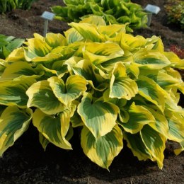 Hosta 'Clifford's Forest Fire'