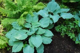 Hosta 'Diamond Lake'