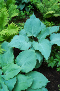 Hosta 'Diamond Lake'