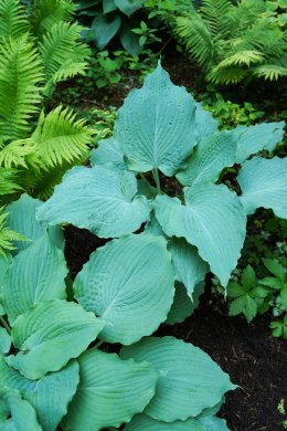 Hosta 'Diamond Lake'