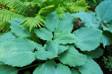 Hosta 'Diamond Lake'