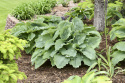 Hosta 'Diamond Lake'