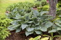 Hosta 'Diamond Lake'