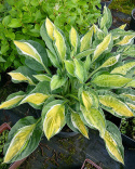 Hosta 'Gypsy Lemon'