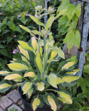 Hosta 'Gypsy Lemon'