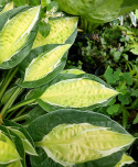 Hosta 'Gypsy Lemon'