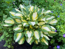 Hosta 'Color Festival'