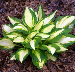 Hosta 'Color Festival'