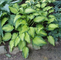 Hosta 'Emerald Ruff Cut'