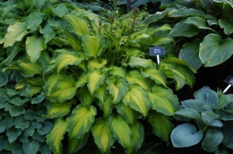 Hosta 'Emerald Ruff Cut' (W)