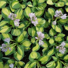 Hosta 'Holy Mouse Ears'