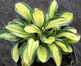 Hosta 'Holy Mouse Ears'