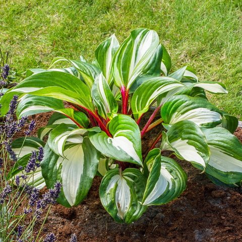 Hosta 'Raspberry Sundae'