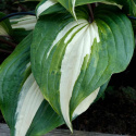 Hosta 'Raspberry Sundae'