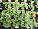 Hosta 'Lucky Mouse Ears'