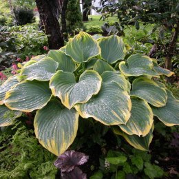 Hosta 'Sagae'