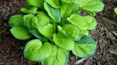 Hosta 'Rainforest Sunrise'