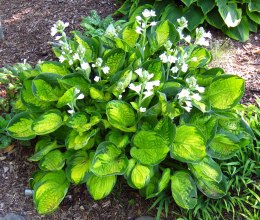 Hosta 'Rainforest Sunrise'