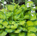 Hosta 'Rainforest Sunrise'