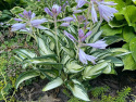 Hosta 'Fireworks'