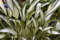 Hosta 'Fireworks'