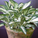 Hosta 'Fireworks'